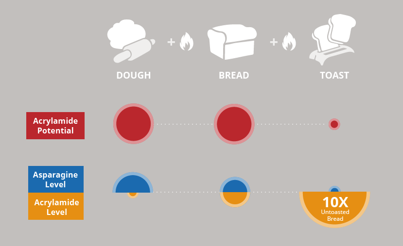 Acrylamide potential decreases as asparagine and acrylamide levels increase